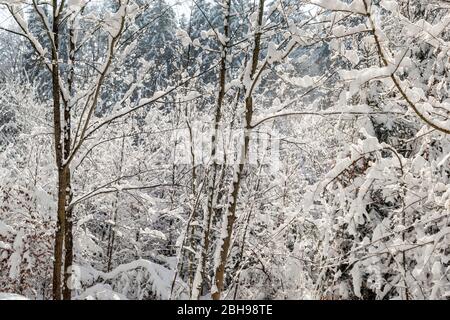 Bäume mit frischem Schnee im Wald, Tutzing, Bayern, Deutschland, Europa Stockfoto