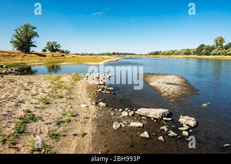 Natürliche Flusslandschaft mit Kiesbänken, UNESCO Biosphärenreservat Flusslandschaft Elbe, Teilgebiet Mittelelbe, bei Dessau, Sachsen-Anhalt, Deutschland Stockfoto