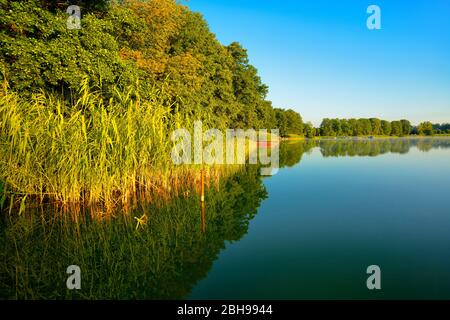 Ufer mit Schilf im Morgenlicht, großer Müllroser See, Müllrose, Naturpark Schlaubetal, Brandenburg, Deutschland Stockfoto