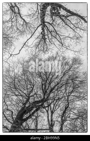 Aserbaidschan, Qabala, Gabala, Tufandag Seilbahn, Seilbahn auf 1920 Meter, Bäume, Frühling Stockfoto