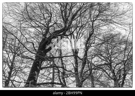 Aserbaidschan, Qabala, Gabala, Tufandag Seilbahn, Seilbahn auf 1920 Meter, Bäume, Frühling Stockfoto