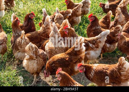 Chicken, Lohmann Braun Classic, Gallus gallus domesticus, Hühnerfarm Stockfoto