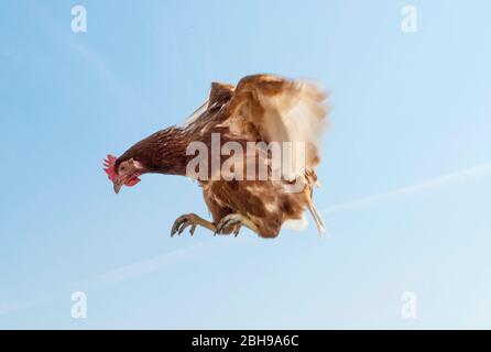 Hähnchen, Fliegen, Lohmann Braun Classic, Gallus gallus domesticus Stockfoto