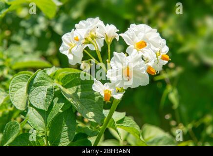 Kartoffelblüte, Solanum tuberosum, Nachtschattenpflanze, Kartoffelfeld Stockfoto