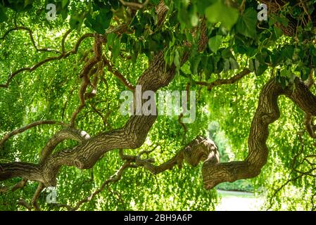 Japanische Pagode, Styphnolobium japonicum 'Pendel', Familienlegume, Gartenlandschaft Stockfoto