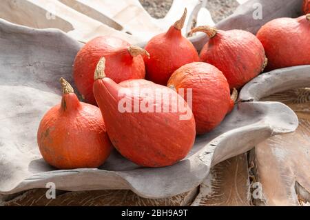 Zierkürbis, cucurbita pepo, Holzschale, Holztisch Stockfoto