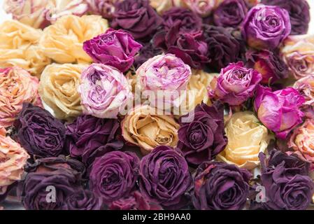 Ausgetrocknete Rosen, Tee-Hybrid, Rosenteppich, Stockfoto