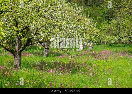 Deutschland, Baden-Württemberg, Bad Urach, Obstgarten, rote Nelke unter blühenden Apfelbäumen, Rotmoorkraut, Silene dioica. Stockfoto