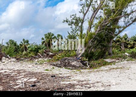 Hurrikan entwurzelte Bäume, Pirate's Cove Zipline und Wasserpark, Freeport, Grand Bahama, Bahamas, Karibik, Atlantik, Mittelamerika Stockfoto