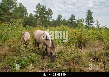 Zwei Konik-Pferde in der Schönow Heide, Brandenburg Stockfoto