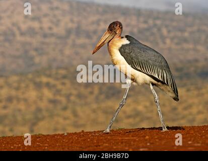 Marabu (Leptoptilos crumeniferus), KwaZulu-Natal, Südafrika Stockfoto