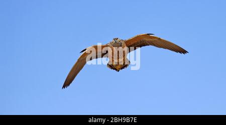 Burchells Sandhuhn (Pterocles burchelli) im Flug, Kgalagadi Transfrontier Park, Südafrika Stockfoto