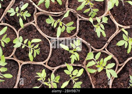 Setzlinge. Tomatensämlinge. Tomatenpflanzen. Etablierte Solanum lycopersicum 'Golden Sunrise' Tomatensetzlinge in biologisch abbaubaren Töpfen im Frühjahr. UK Stockfoto