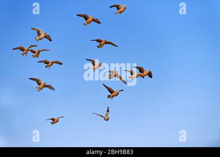 Burchells Sandgrouse (Pterocles burchelli) im Flug, Kgalagadi Transfrontier Park, Südafrika Stockfoto