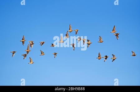 Burchells Sandgrouse (Pterocles burchelli) im Flug, Kgalagadi Transfrontier Park, Südafrika Stockfoto