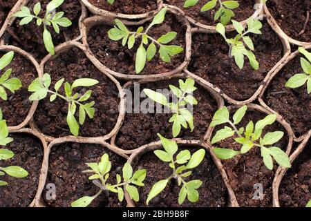 Solanum lycopersicum 'Goldener Sonnenaufgang'. Tomatensämlinge in biologisch abbaubaren Töpfen im Frühjahr. GROSSBRITANNIEN Stockfoto