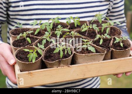 Setzlinge. Tomatensämlinge. Tomatenpflanzen. Mann mit Solanum lycopersicum 'Golden Sunrise' Tomatensämlinge in biologisch abbaubaren Töpfen im Frühjahr. UK Stockfoto