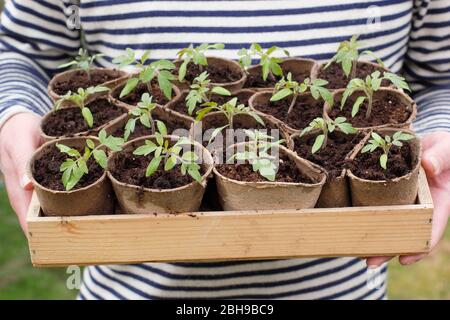 Setzlinge. Tomatensämlinge. Tomatenpflanzen. Mann mit Solanum lycopersicum 'Golden Sunrise' Tomatensämlinge in biologisch abbaubaren Töpfen im Frühjahr. UK Stockfoto