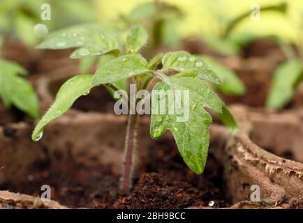 Tomatenpflanze. Tomatenpflanzen. Tomatensämlinge. Frisch gewässerte Tomatensämlinge in biologisch abbaubaren Töpfen im Frühjahr. UK Stockfoto