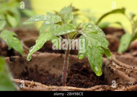 Tomatenpflanze. Tomatenpflanzen. Setzlinge. Solanum lycopersicum 'Golden Sunrise'. Frisch gewässerte Tomatensämlinge in biologisch abbaubaren Töpfen im Frühjahr. UK Stockfoto