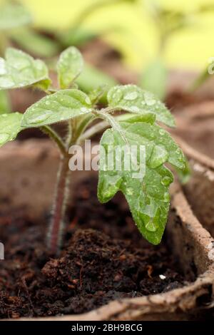 Tomatenpflanze. Tomatenpflanzen. Tomatensämlinge. Frisch gewässerte Tomatensämlinge in biologisch abbaubaren Töpfen im Frühjahr. UK Stockfoto