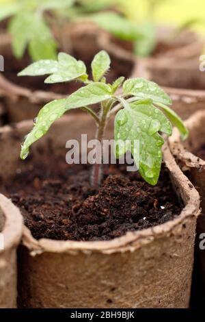 Tomatenpflanze. Tomatenpflanzen. Setzlinge. Solanum lycopersicum 'Golden Sunrise'. Frisch gewässerte Tomatensämlinge in biologisch abbaubaren Töpfen im Frühjahr. UK Stockfoto