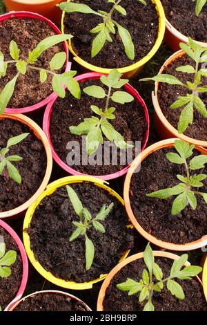 Solanum lycopersicum 'Alicante'. Tomatensämlinge in wiederverwendeten Plastikpflanzen Töpfe. Stockfoto