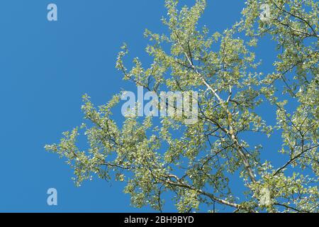 Weiße Pappelbäume (Populus alba, auch Silberpappel genannt) im Frühjahr mit neuen Blättern, UK Stockfoto