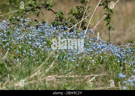 Patch von Vergissmeinnicht, Vergissmeinnicht Blumen, Myosotis, Frühling, Großbritannien Stockfoto