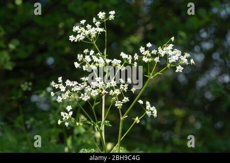 Rind Petersilie (Anthriscus sylvestris), wilde Blume wächst am Waldrand, Großbritannien Stockfoto