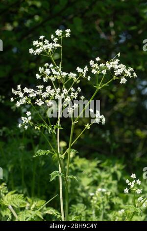 Rind Petersilie (Anthriscus sylvestris), wilde Blume wächst am Waldrand, Großbritannien Stockfoto