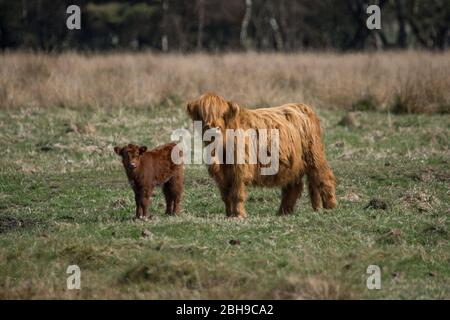 Cumbernauld, Großbritannien. April 2020. Im Bild: Eine Herde junger flauschiger Hochlandkühe grasen das Grasland am Rande der Stadt. Highland Kühe haben keine Fettschicht und haben stattdessen zwei Schichten, die sie in der extremen Kälte isolieren hilft und sie auch im Sommer relativ kühl hält, obwohl es heute bei intensiver Sonne ein wenig heiß für sie war. Ein neugeborenes Kalb kann mit der Herde gesehen werden. Quelle: Colin Fisher/Alamy Live News Stockfoto