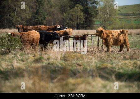 Cumbernauld, Großbritannien. April 2020. Im Bild: Eine Herde junger flauschiger Hochlandkühe grasen das Grasland am Rande der Stadt. Highland Kühe haben keine Fettschicht und haben stattdessen zwei Schichten, die sie in der extremen Kälte isolieren hilft und sie auch im Sommer relativ kühl hält, obwohl es heute bei intensiver Sonne ein wenig heiß für sie war. Ein neugeborenes Kalb kann mit der Herde gesehen werden. Quelle: Colin Fisher/Alamy Live News Stockfoto