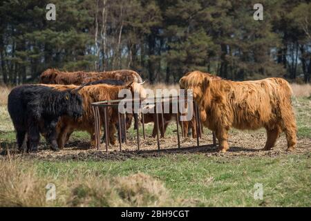 Cumbernauld, Großbritannien. April 2020. Im Bild: Eine Herde junger flauschiger Hochlandkühe grasen das Grasland am Rande der Stadt. Highland Kühe haben keine Fettschicht und haben stattdessen zwei Schichten, die sie in der extremen Kälte isolieren hilft und sie auch im Sommer relativ kühl hält, obwohl es heute bei intensiver Sonne ein wenig heiß für sie war. Ein neugeborenes Kalb kann mit der Herde gesehen werden. Quelle: Colin Fisher/Alamy Live News Stockfoto