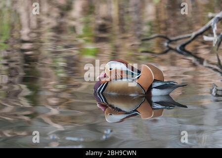 Schwimmen Mandarine (Aix galericulata) Stockfoto