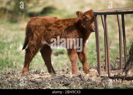 Cumbernauld, Großbritannien. April 2020. Im Bild: Eine Herde junger flauschiger Hochlandkühe grasen das Grasland am Rande der Stadt. Highland Kühe haben keine Fettschicht und haben stattdessen zwei Schichten, die sie in der extremen Kälte isolieren hilft und sie auch im Sommer relativ kühl hält, obwohl es heute bei intensiver Sonne ein wenig heiß für sie war. Ein neugeborenes Kalb kann mit der Herde gesehen werden. Quelle: Colin Fisher/Alamy Live News Stockfoto