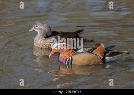 Zwei schwimmende Mandarinenten (Aix galericulata) Stockfoto