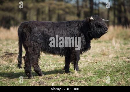 Cumbernauld, Großbritannien. April 2020. Im Bild: Eine Herde junger flauschiger Hochlandkühe grasen das Grasland am Rande der Stadt. Highland Kühe haben keine Fettschicht und haben stattdessen zwei Schichten, die sie in der extremen Kälte isolieren hilft und sie auch im Sommer relativ kühl hält, obwohl es heute bei intensiver Sonne ein wenig heiß für sie war. Ein neugeborenes Kalb kann mit der Herde gesehen werden. Quelle: Colin Fisher/Alamy Live News Stockfoto