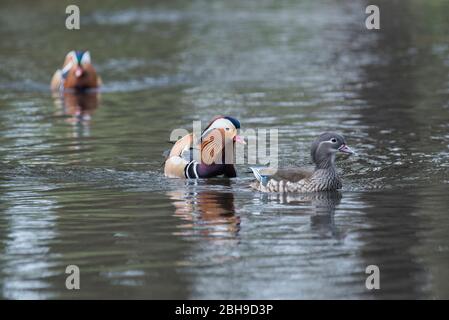 Zwei Mandarin-Schwimmer (Aix galericulata) Stockfoto