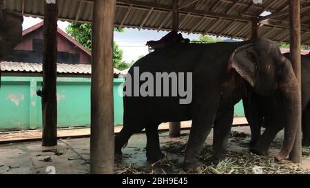 KO CHANG, THAILAND - 14. APRIL 2018: Elefanten ruhen sich in Ban Changthai aus Stockfoto