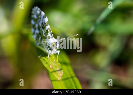 Ein oranger Schmetterling (Anthocharis cardamine) mit geschlossenen Flügeln auf einem Blatt Stockfoto