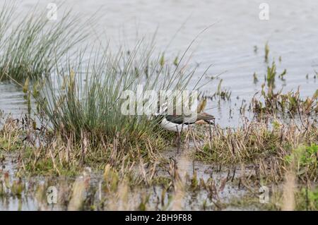 Kiebitz (Vanellus vanellus) schützt vor Regen Stockfoto