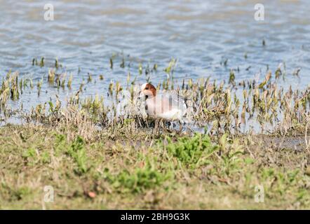 Männliche Wigeon (Anas penelope) Fütterung Stockfoto