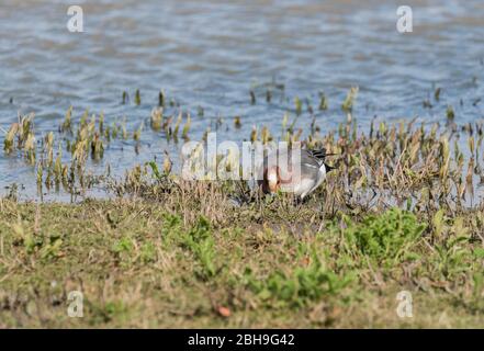 Männliche Wigeon (Anas penelope) Fütterung Stockfoto