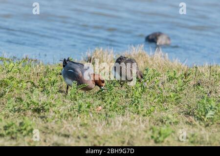 Männliche Wigeon (Anas penelope) Fütterung Stockfoto