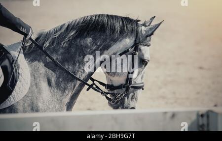 Reitsport. Portrait Sport grauen Hengst im Zaum. Dressurpferd. Stockfoto