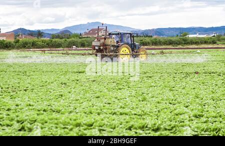 Traktor sprühen Pestizide, Pestizide oder Insektizid Spray auf Salat oder Eisberg Feld. Pestizide und Insektizide auf landwirtschaftlichen Feldern in Spanien. W Stockfoto