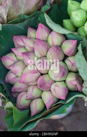 Kambodscha, Phnom Penh, Lotus Blumen Stockfoto