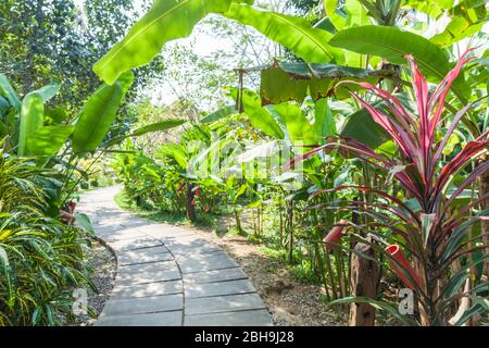 Kambodscha, Battambang, Wat Kor Village, tropischer Gehweg Stockfoto