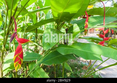 Kambodscha, Battambang, Wat Kor Village, Heliconia Blume, Heliconiaceae Stockfoto